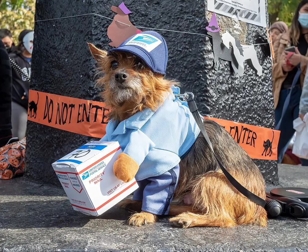 A dog in a Halloween costume at a costume parade