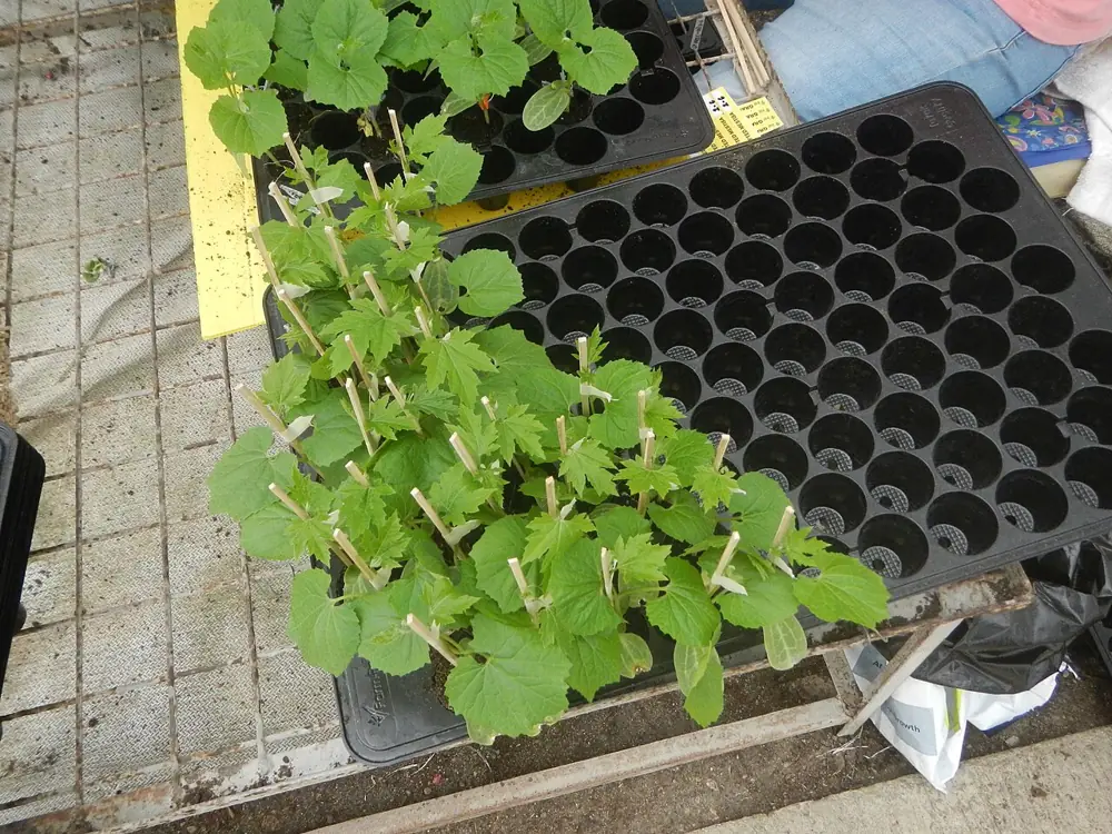 Trays of young seedlings